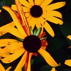 Meet your Posher, Augusta